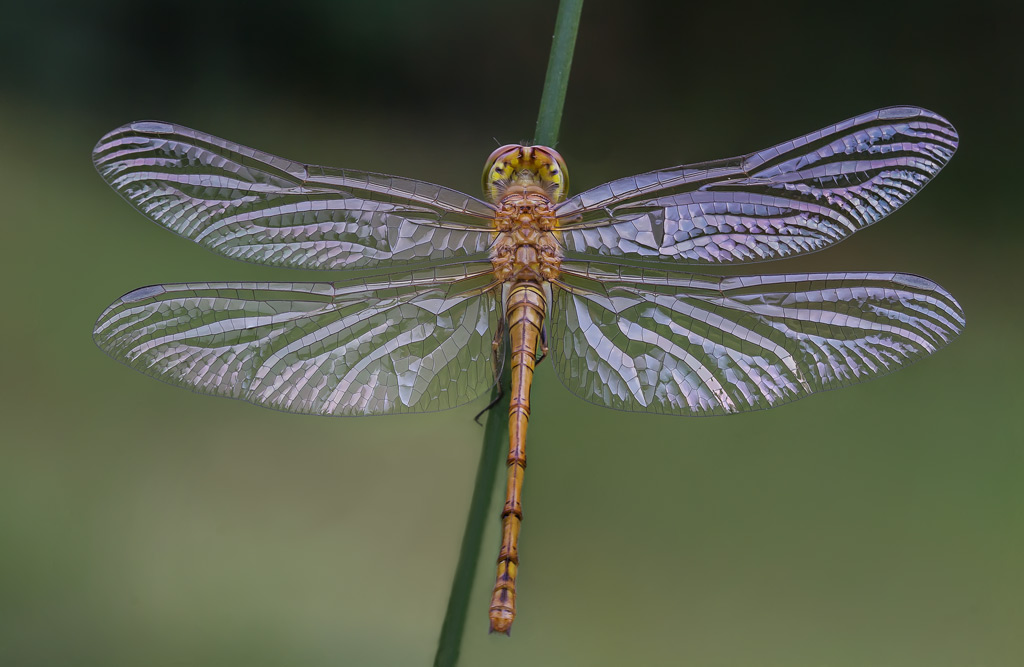 Sympetrum striolatum? o Sympetrum fonscolombii ?